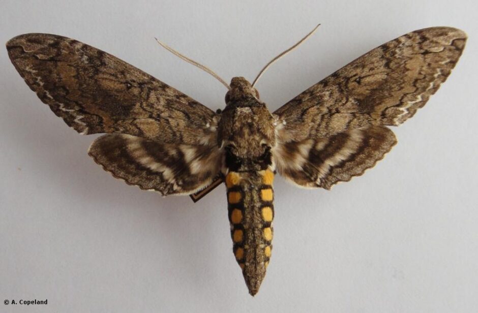 Manduca sexta, Carolina Sphinx Moth, Tobacco garden hornworm