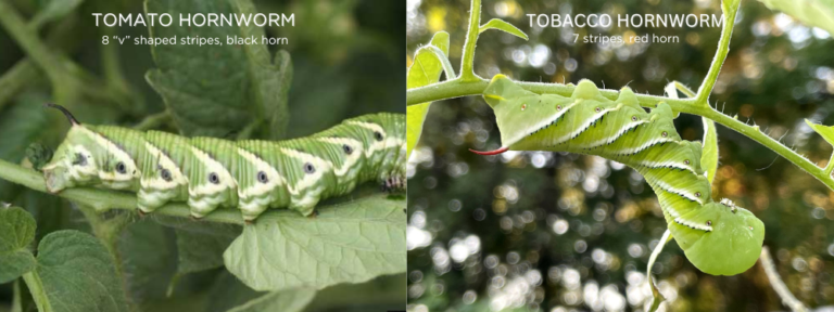 Hornworms in the Garden – Whitney Anderson Gardening