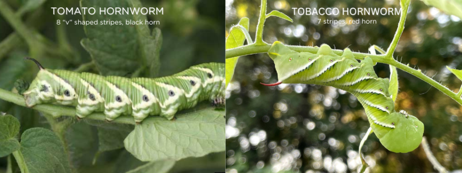How to tell the difference between the tomato hornworm and tobacco hornworm. Tomato hornworm - 8 v-shaped stripes and a black horn. Tobacco hornworm - 7 stripes and red horn. 