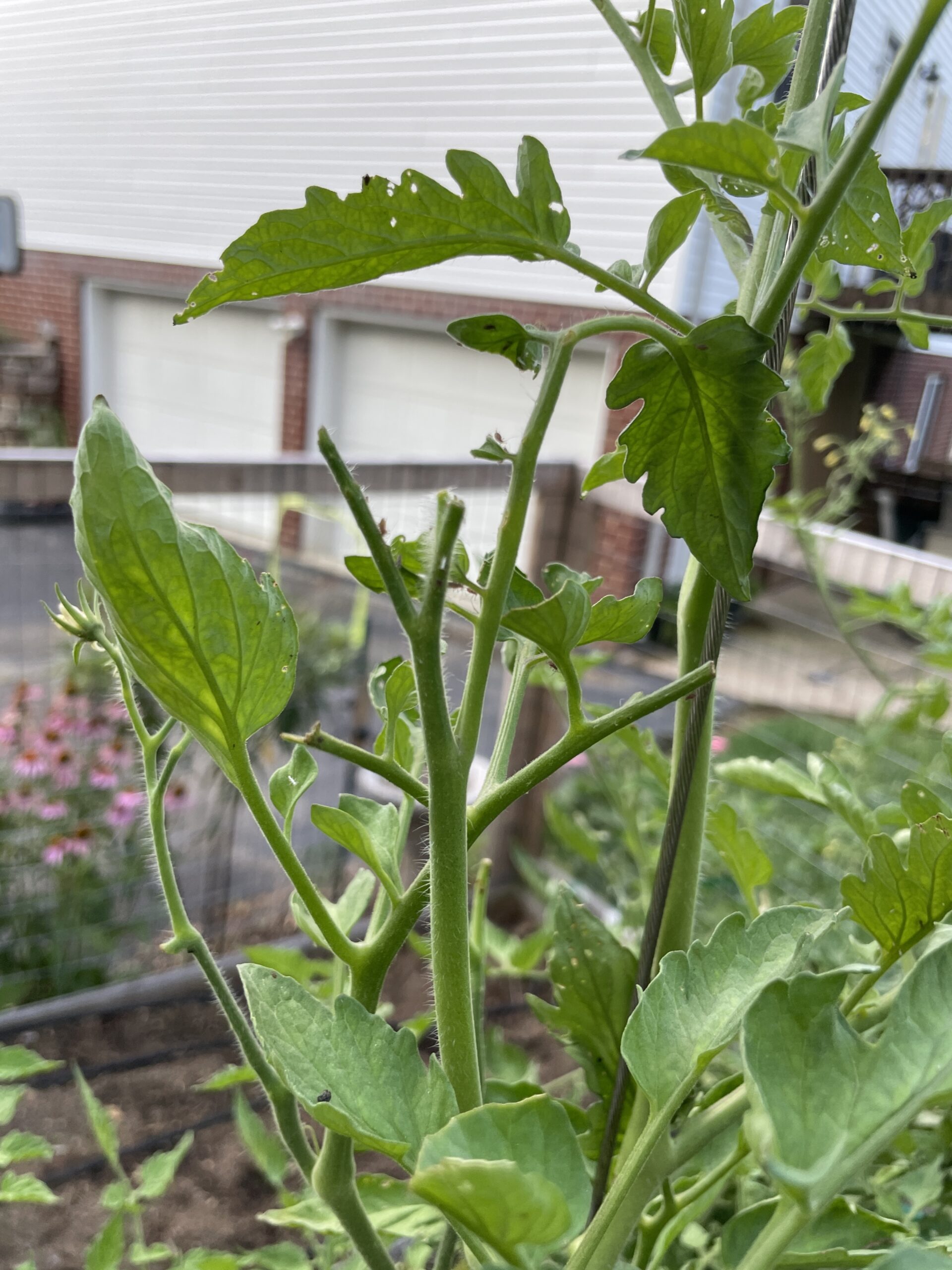 Hornworms In The Garden – Whitney Anderson Gardening