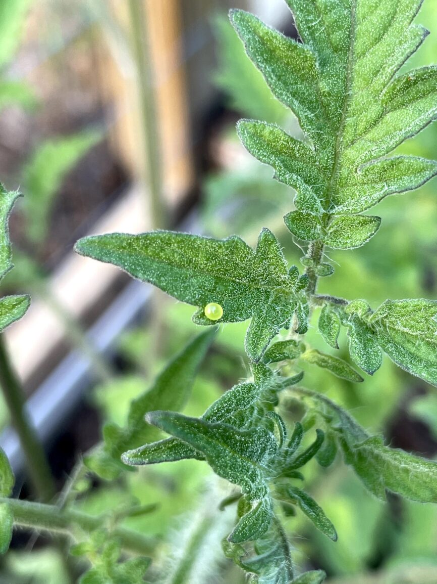 green hornworm egg on a tomato plant