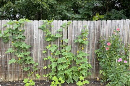 Wood privacy fence converted to a trellis with wire fencing