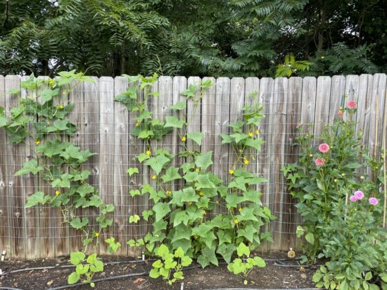 How to turn a regular fence into a trellis