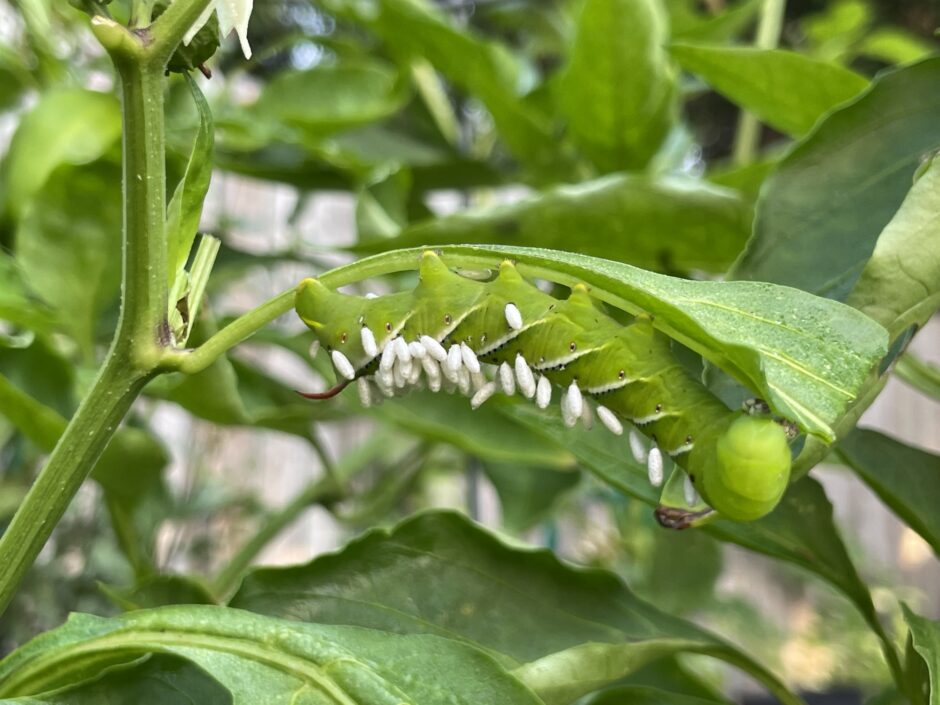 Parasitic wasp cocoons on a tobacco hornworm