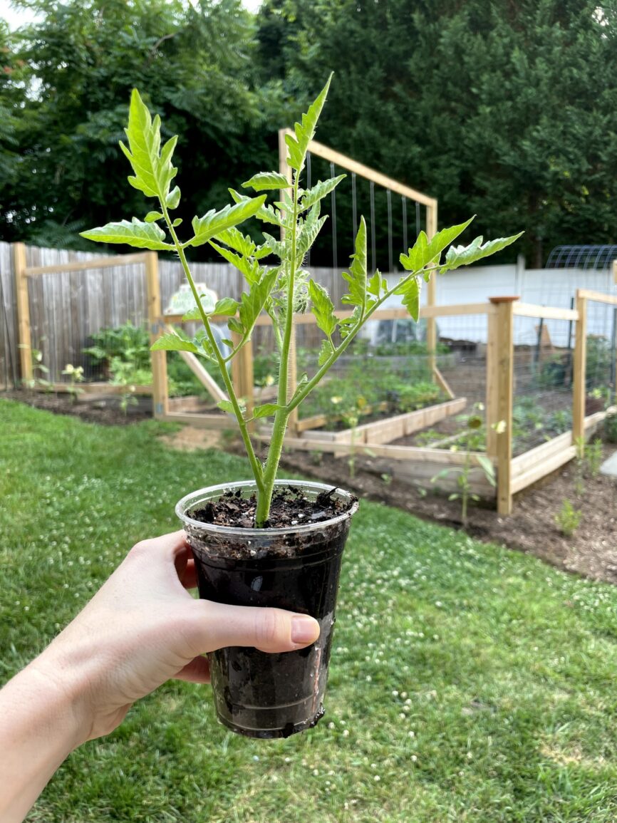 New tomato plant started from a tomato sucker, now used for hornworms