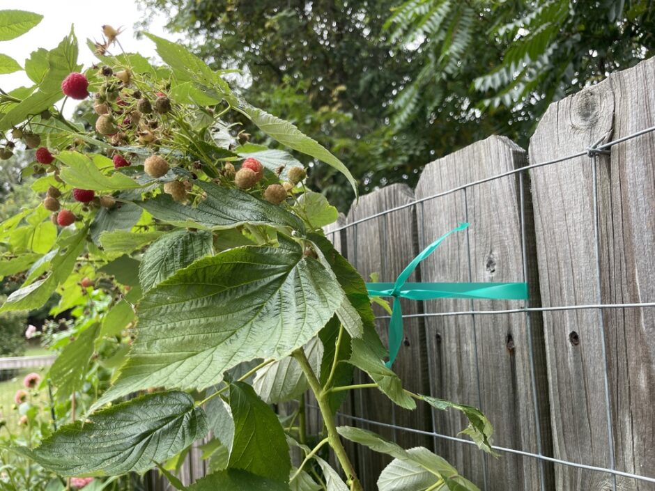 Raspberries attached to trellis on a privacy fence
