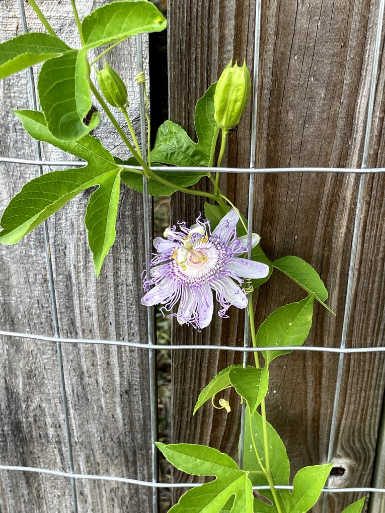 Purple Passionflower growing on trellis