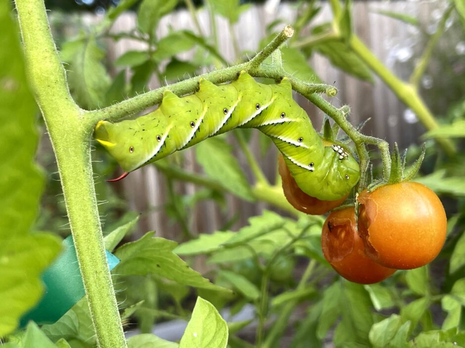 Tobacco hornworms eat the actual tomatoes as well as the plant