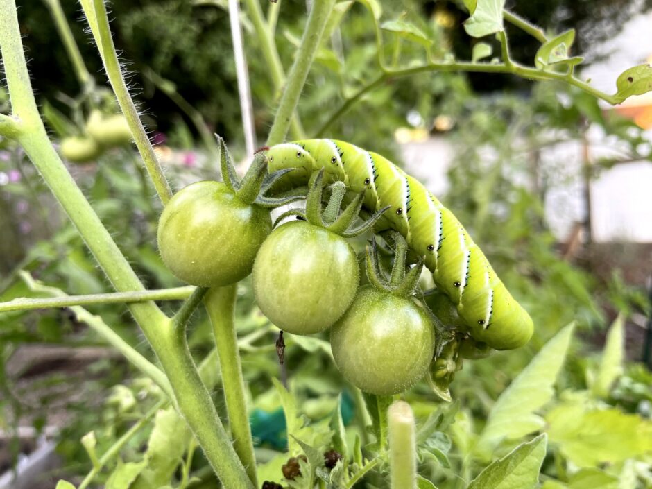 Hornworm on a tomato plant