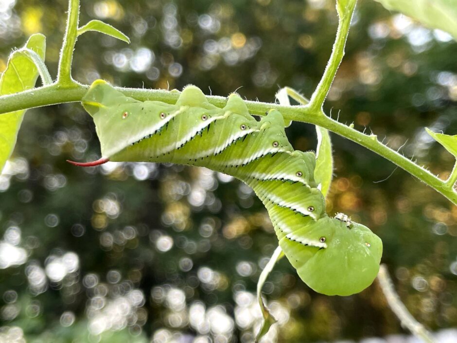 Tobacco Hornworm on a tomato plant