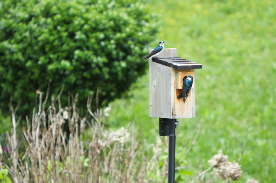 Tree swallow pair on their birdhouse