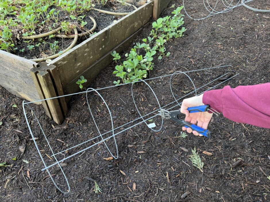 Use wire cutters to cut a tomato cage in half to make your own peony cages