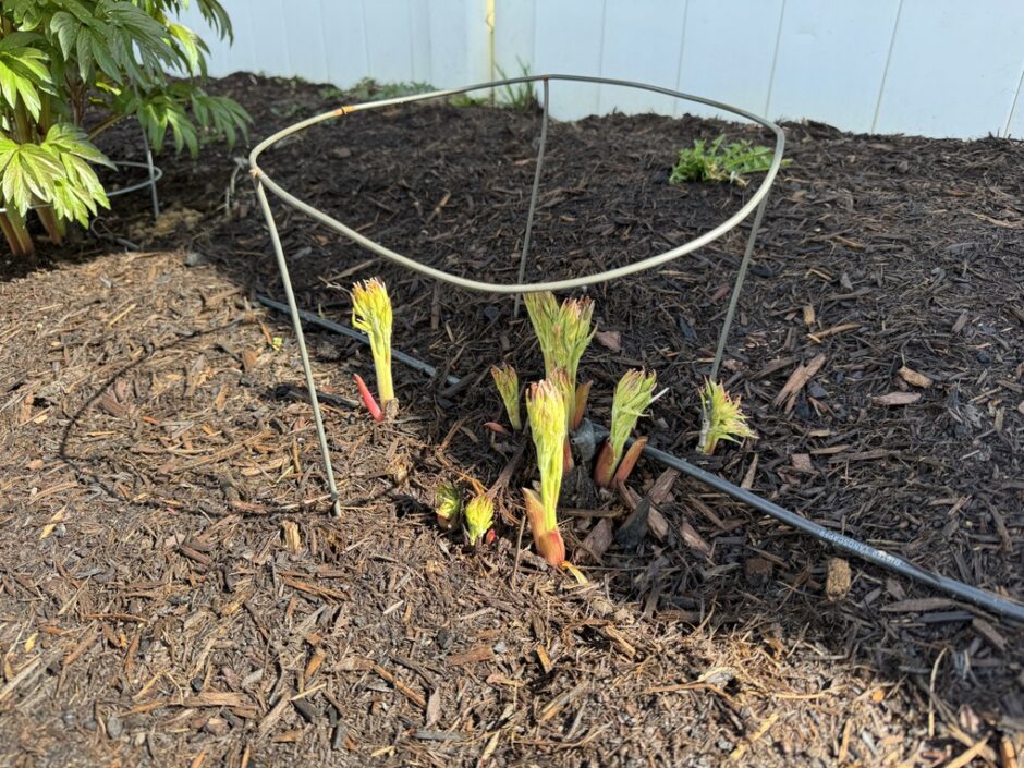 Cheap DIY peony cage placed over a newly growing peony