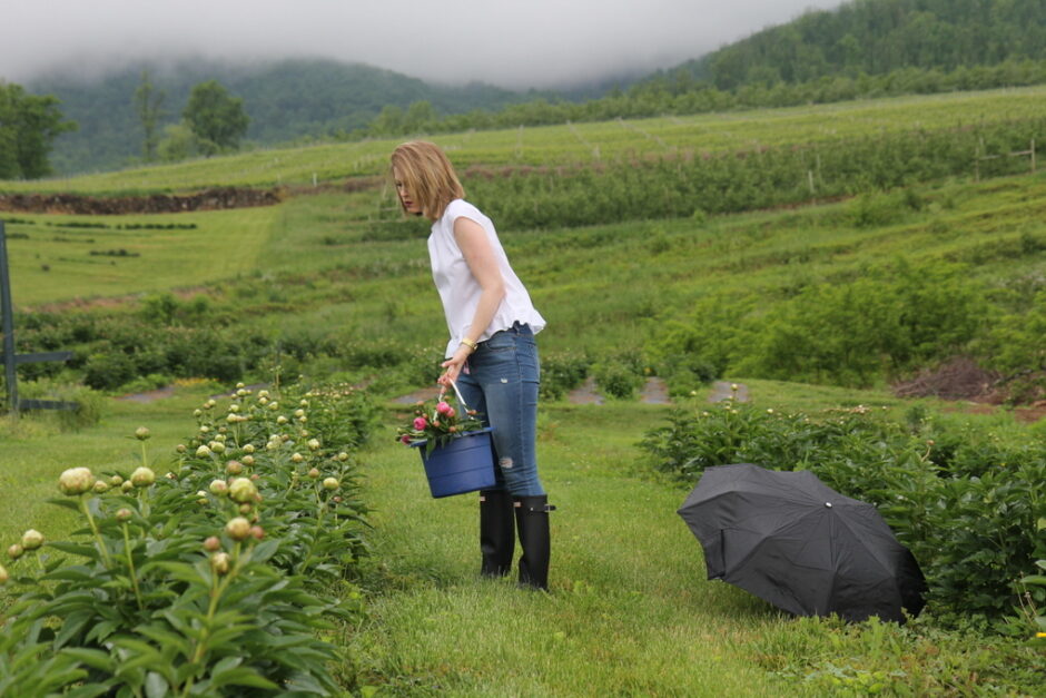 Whitney in a field of peonies cutting blooms for arranging