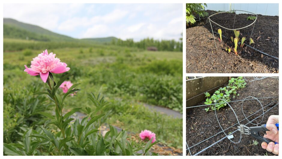 Make your own cages to suppport peonies