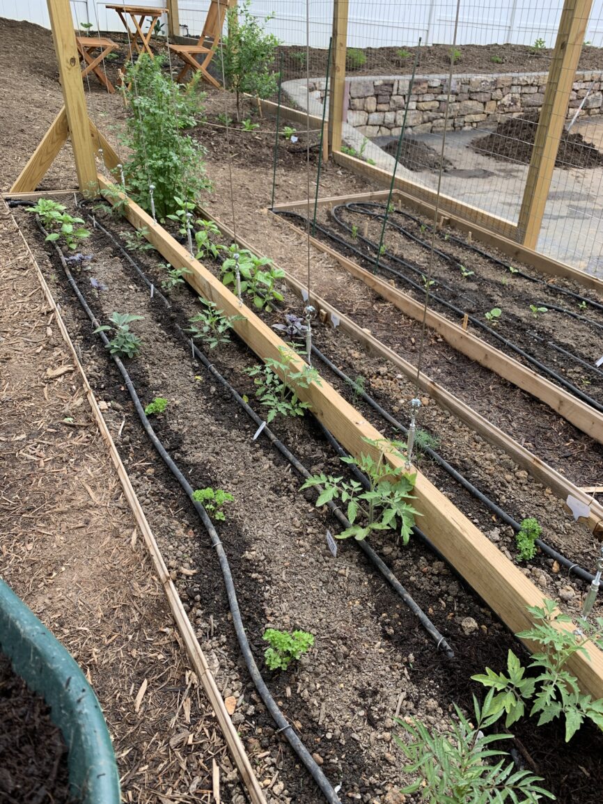 tomato trellis tower bottom support
