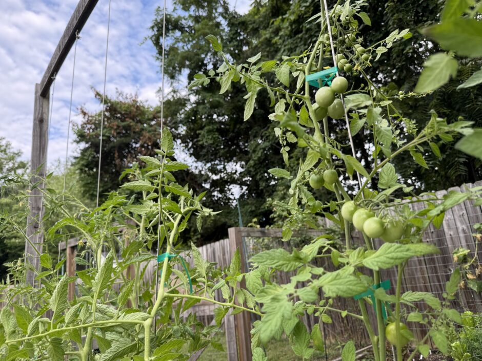 Tie up tomato plants to steel wire for tomato trellis tower