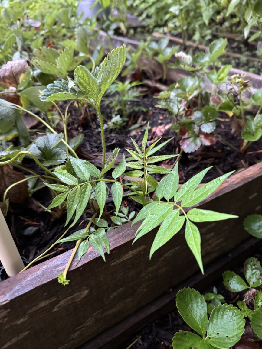 Tree of heaven root sucker coming up in my strawberry bed
