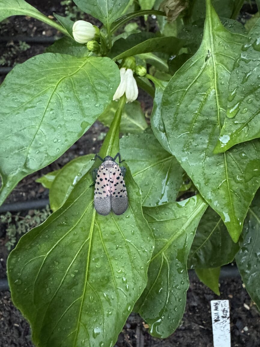 Spotted Lantern Fly on Pepper Plant