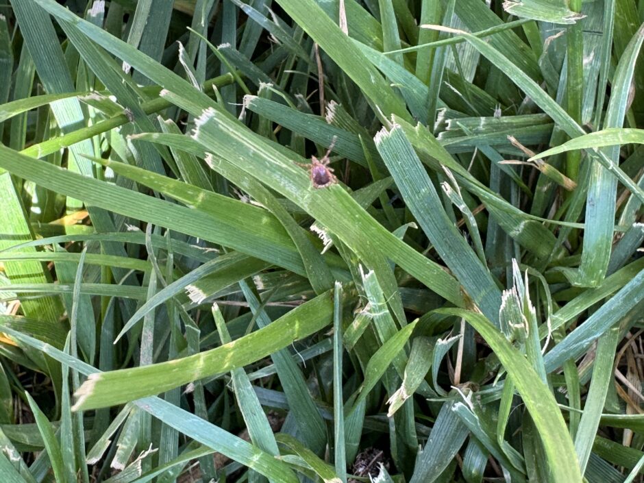 Tick in my yard - on the edge of a blade of grass reaching up and questing