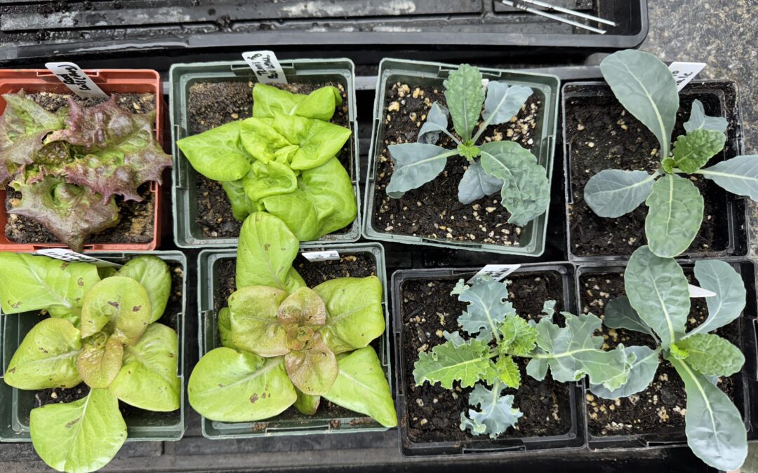 When to plant seeds