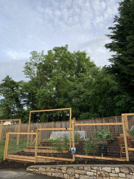 Just planted Coral Honeysuckle (Lonicera sempervirens)