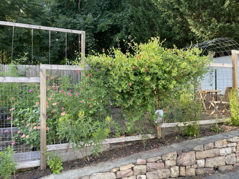 Year 3 Coral Honeysuckle