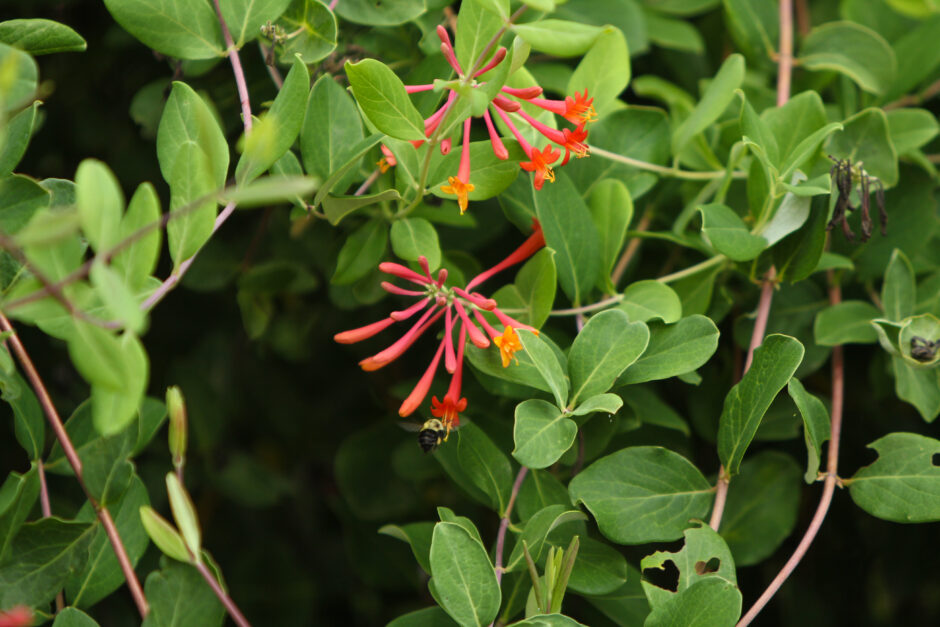 Bee on Coral Honeysuckle (Lonicera sempervirens)