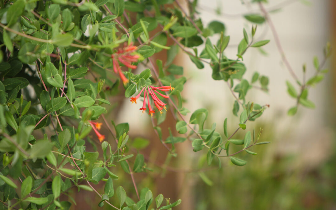 Coral Honeysuckle (Lonicera Sempervirens)