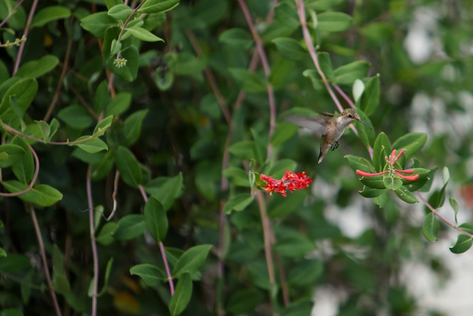 Hummingbird visiting coral honeysuckle